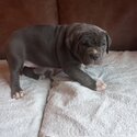 American bullys for sale -4