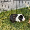 Guinea Pigs for adoption-5