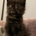 Pedigree Mainecoon kittens for sale-1