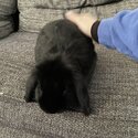 Black Mini Lop Male-3