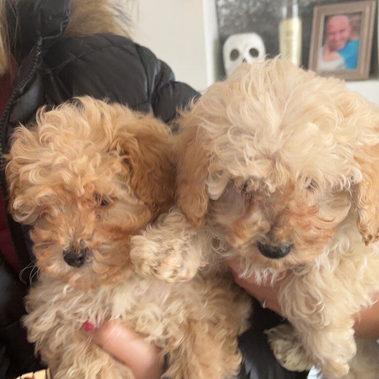 Cavapoo pup