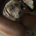 Grey cane corso-2