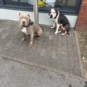 American bully male needs rehome-3