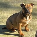 American Bully Classic-2