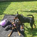 Top class Miniture Pinscher pups