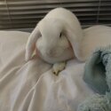 - needs to be rehomed asap Female 4 month Mini Lop in Market Drayton-0