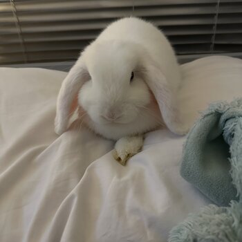 - needs to be rehomed asap Female 4 month Mini Lop in Market Drayton