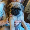 Adorable Pug puppies looking for their forever home!