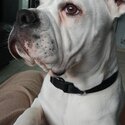 Rehoming my 14 month old Alapha Blue Blood Bulldog-0