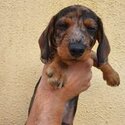 Miniature wirehaired dachshund (IKC registered)-0