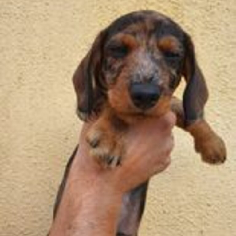 Miniature wirehaired dachshund (IKC registered)