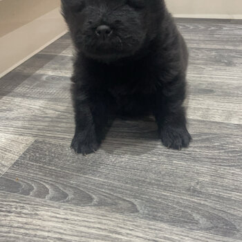 Chow chow puppies 