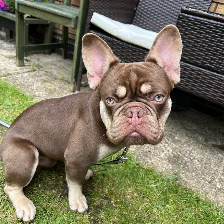 Male 8 month old French bulldog 