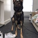 Khan 6 year old German Shepard -1