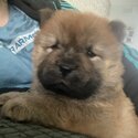 Only 2 Girls Left Stunning teddy bear chow chows £1,500-3