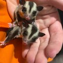 Sugar Gliders-1