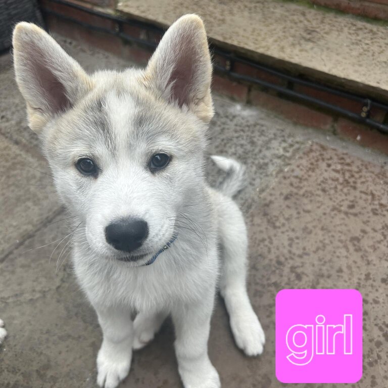 Siberian husky x samoyed puppies