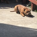 Staffy for sale full breed -3