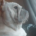 Beautiful English bulldog -4