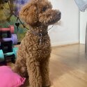 Red Toy Poodle Boy-5