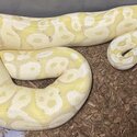 Ball python collection for sale -4