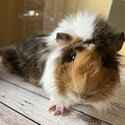 Two male Guinea pigs available for adoption-2