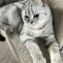 Male silver tabby British shorthair kittens-1