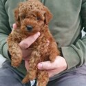 KC REGISTERED RED TOY POODLES-1