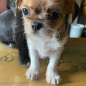 Beautiful shihchi male puppies-1