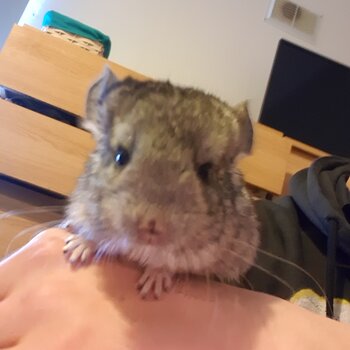 3 Baby Chinchillas