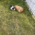 Guinea Pigs for adoption-2