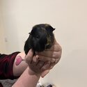 Bonded Guinea pigs and all accessories -3