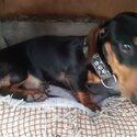 Gorgeous Male Minidachshund 9 months old in Harlow Essex-1