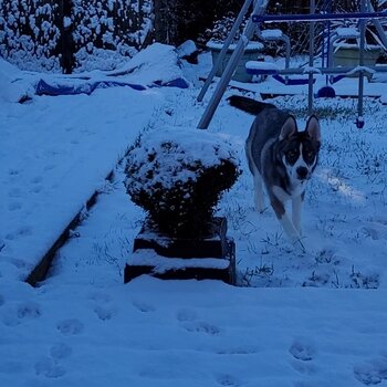 Siberian husky puppy 