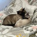 Beautiful Male Siamese Kitten -3