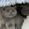 British Shorthair GCCF registered lilac kitten for sale -3