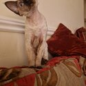 Beautiful Seal Point Devon Rex Girl Available -4