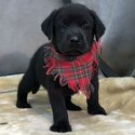 Labrador Retriever Puppy-4