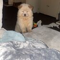 Gorgeous Chow Chow pup for sale -2