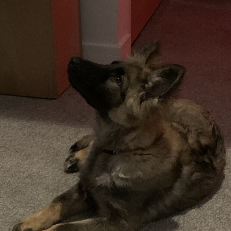 Female German Shepard 