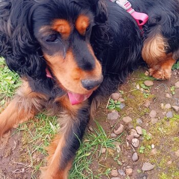 Ruby 15 month old cockerspaniel 