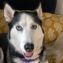 Lovely Female Husky: price to be negotiable-1