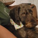 Male, Chocolate Brown- Labradoodle-3