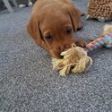 9 week old red fox labrador puppy -3