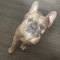 Buddy the French bulldog-5