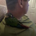 Green cheeked conure -3