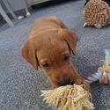 9 week old red fox labrador puppy -2