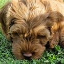 Fox Red Cockapoo Puppy-5