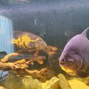 2 yr old Red bellied pacu and Oscar for rehoming-1