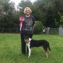 Rare SMOOTH COLLIE pup Tricolour -2